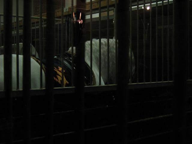 Medieval Times - Shannons 23rd Bday 08.JPG